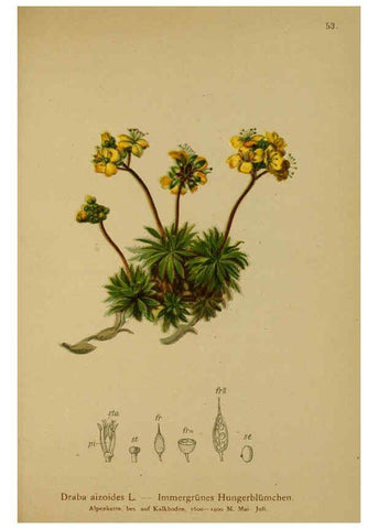 Reproducción/Reproduction 6312019734: Atlas der Alpenflora. v.1. Wien :Eigenthum und Verlag des Deutschen und Oesterr. Alpenvereins,1882
