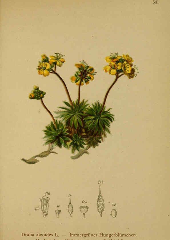 Reproducción/Reproduction 6312019734: Atlas der Alpenflora. v.1. Wien :Eigenthum und Verlag des Deutschen und Oesterr. Alpenvereins,1882