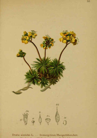 Reproducción/Reproduction 6312019734: Atlas der Alpenflora. v.1. Wien :Eigenthum und Verlag des Deutschen und Oesterr. Alpenvereins,1882