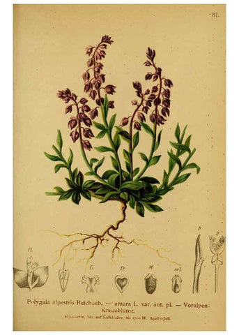 Reproducción/Reproduction 6311503559: Atlas der Alpenflora. v.1. Wien :Eigenthum und Verlag des Deutschen und Oesterr. Alpenvereins,1882