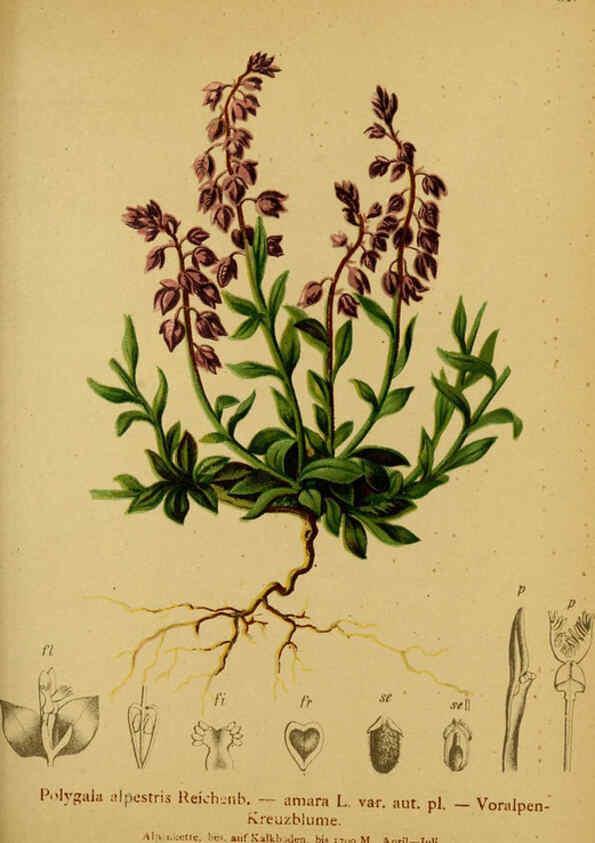 Reproducción/Reproduction 6311503559: Atlas der Alpenflora. v.1. Wien :Eigenthum und Verlag des Deutschen und Oesterr. Alpenvereins,1882