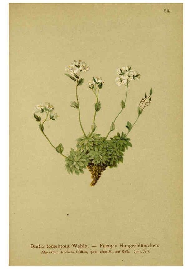 Reproducción/Reproduction 6312019868: Atlas der Alpenflora. v.1. Wien :Eigenthum und Verlag des Deutschen und Oesterr. Alpenvereins,1882