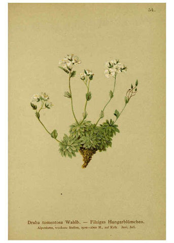 Reproducción/Reproduction 6312019868: Atlas der Alpenflora. v.1. Wien :Eigenthum und Verlag des Deutschen und Oesterr. Alpenvereins,1882