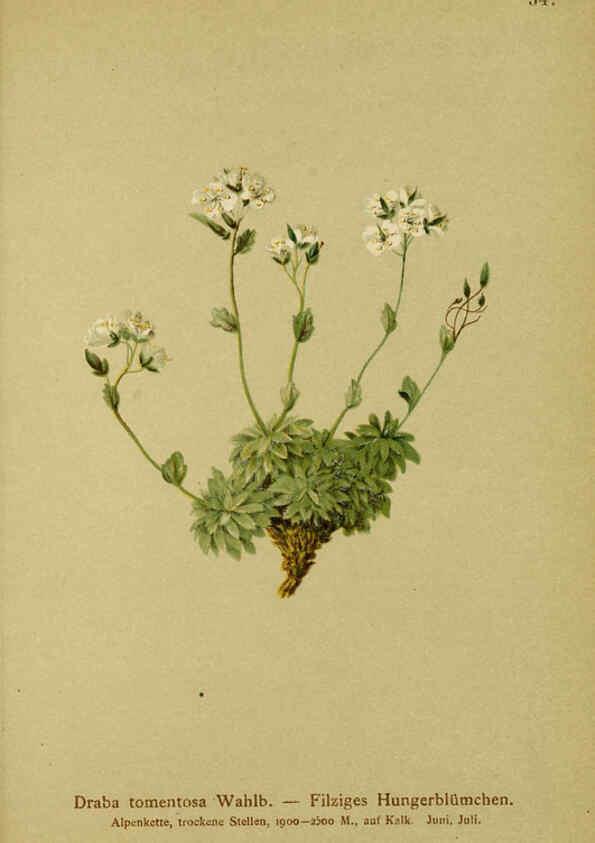 Reproducción/Reproduction 6312019868: Atlas der Alpenflora. v.1. Wien :Eigenthum und Verlag des Deutschen und Oesterr. Alpenvereins,1882