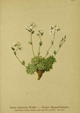 Reproducción/Reproduction 6312019868: Atlas der Alpenflora. v.1. Wien :Eigenthum und Verlag des Deutschen und Oesterr. Alpenvereins,1882