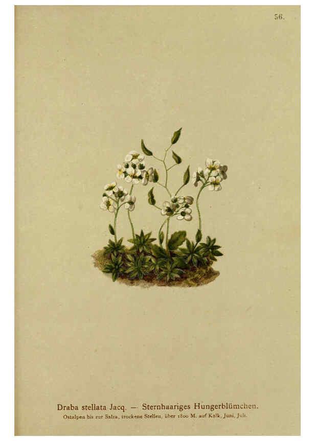 Reproducción/Reproduction 6312020106: Atlas der Alpenflora. v.1. Wien :Eigenthum und Verlag des Deutschen und Oesterr. Alpenvereins,1882