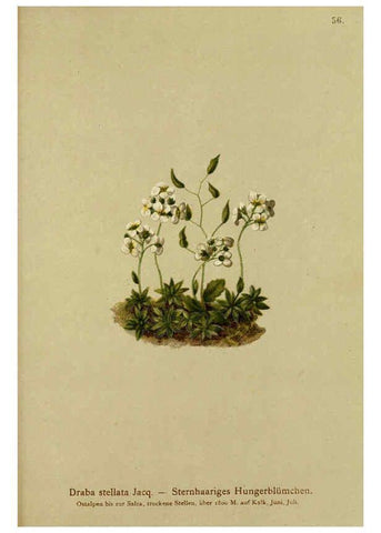 Reproducción/Reproduction 6312020106: Atlas der Alpenflora. v.1. Wien :Eigenthum und Verlag des Deutschen und Oesterr. Alpenvereins,1882