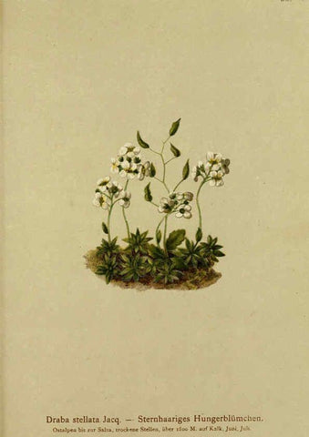 Reproducción/Reproduction 6312020106: Atlas der Alpenflora. v.1. Wien :Eigenthum und Verlag des Deutschen und Oesterr. Alpenvereins,1882