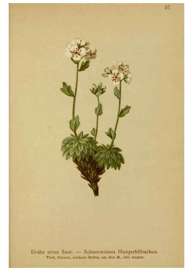 Reproducción/Reproduction 6311500261: Atlas der Alpenflora. v.1. Wien :Eigenthum und Verlag des Deutschen und Oesterr. Alpenvereins,1882