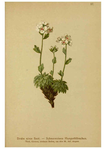 Reproducción/Reproduction 6311500261: Atlas der Alpenflora. v.1. Wien :Eigenthum und Verlag des Deutschen und Oesterr. Alpenvereins,1882