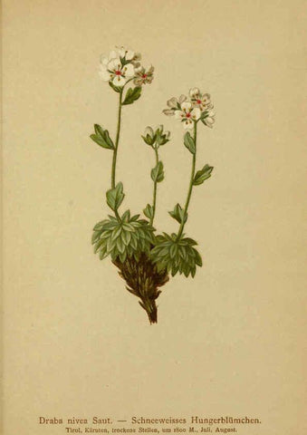 Reproducción/Reproduction 6311500261: Atlas der Alpenflora. v.1. Wien :Eigenthum und Verlag des Deutschen und Oesterr. Alpenvereins,1882