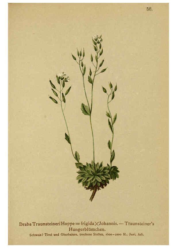 Reproducción/Reproduction 6312020414: Atlas der Alpenflora. v.1. Wien :Eigenthum und Verlag des Deutschen und Oesterr. Alpenvereins,1882