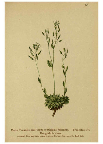 Reproducción/Reproduction 6312020414: Atlas der Alpenflora. v.1. Wien :Eigenthum und Verlag des Deutschen und Oesterr. Alpenvereins,1882