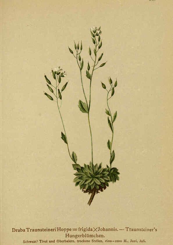 Reproducción/Reproduction 6312020414: Atlas der Alpenflora. v.1. Wien :Eigenthum und Verlag des Deutschen und Oesterr. Alpenvereins,1882