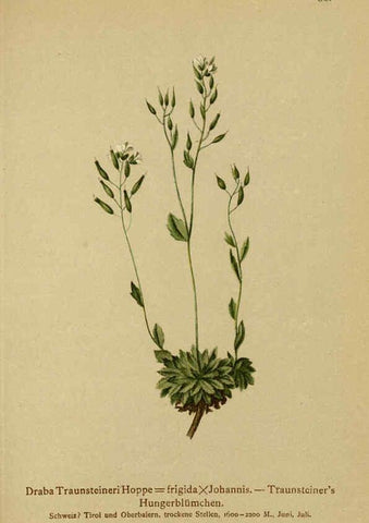 Reproducción/Reproduction 6312020414: Atlas der Alpenflora. v.1. Wien :Eigenthum und Verlag des Deutschen und Oesterr. Alpenvereins,1882