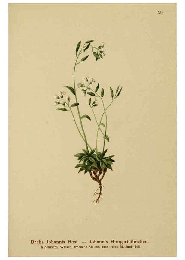 Reproducción/Reproduction 6312020548: Atlas der Alpenflora. v.1. Wien :Eigenthum und Verlag des Deutschen und Oesterr. Alpenvereins,1882
