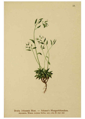 Reproducción/Reproduction 6312020548: Atlas der Alpenflora. v.1. Wien :Eigenthum und Verlag des Deutschen und Oesterr. Alpenvereins,1882