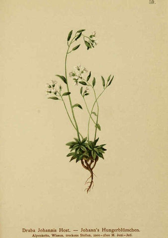 Reproducción/Reproduction 6312020548: Atlas der Alpenflora. v.1. Wien :Eigenthum und Verlag des Deutschen und Oesterr. Alpenvereins,1882