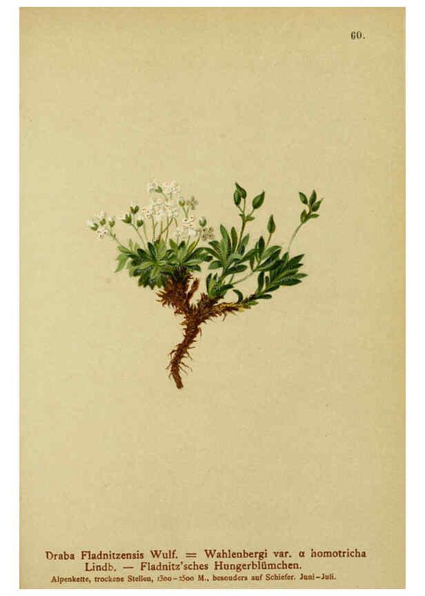 Reproducción/Reproduction 6312020674: Atlas der Alpenflora. v.1. Wien :Eigenthum und Verlag des Deutschen und Oesterr. Alpenvereins,1882