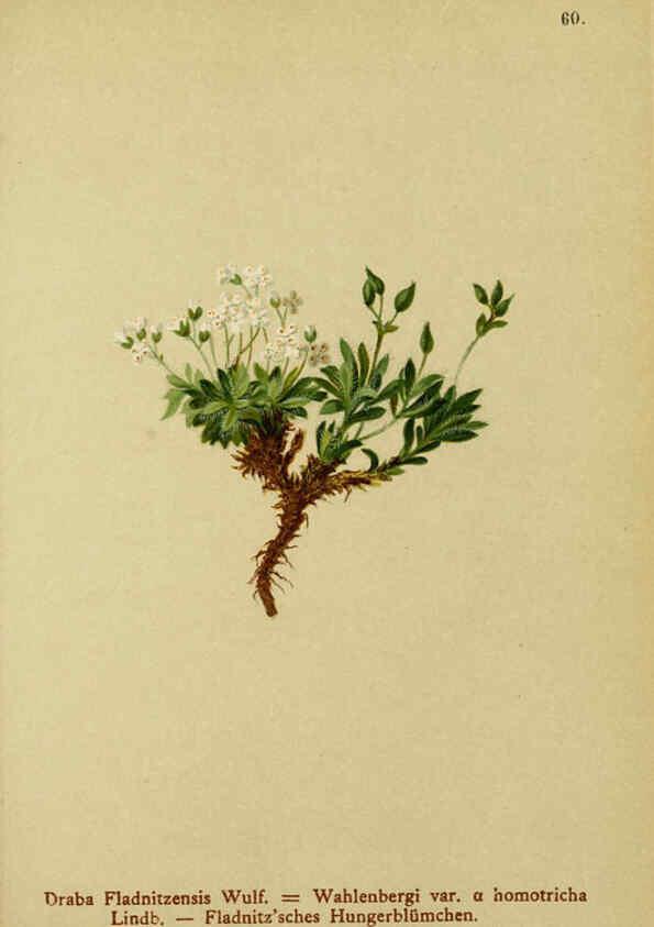 Reproducción/Reproduction 6312020674: Atlas der Alpenflora. v.1. Wien :Eigenthum und Verlag des Deutschen und Oesterr. Alpenvereins,1882