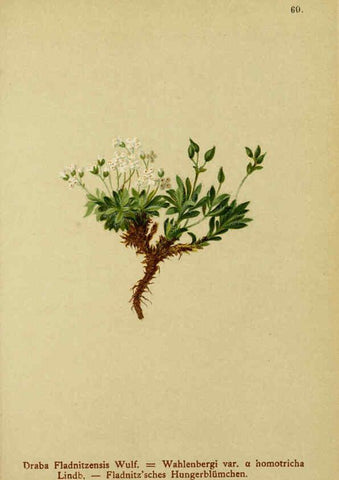 Reproducción/Reproduction 6312020674: Atlas der Alpenflora. v.1. Wien :Eigenthum und Verlag des Deutschen und Oesterr. Alpenvereins,1882