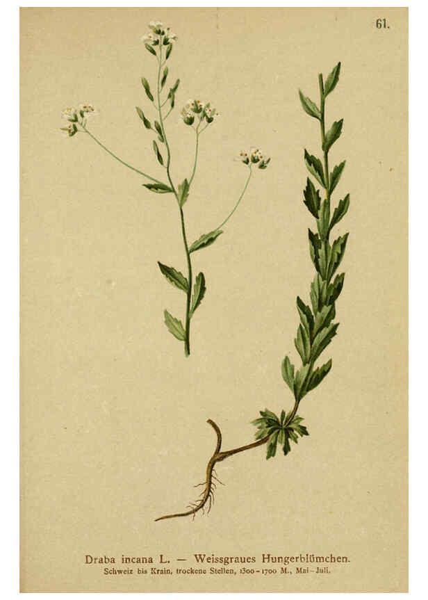 Reproducción/Reproduction 6312020796: Atlas der Alpenflora. v.1. Wien :Eigenthum und Verlag des Deutschen und Oesterr. Alpenvereins,1882