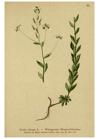 Reproducción/Reproduction 6312020796: Atlas der Alpenflora. v.1. Wien :Eigenthum und Verlag des Deutschen und Oesterr. Alpenvereins,1882