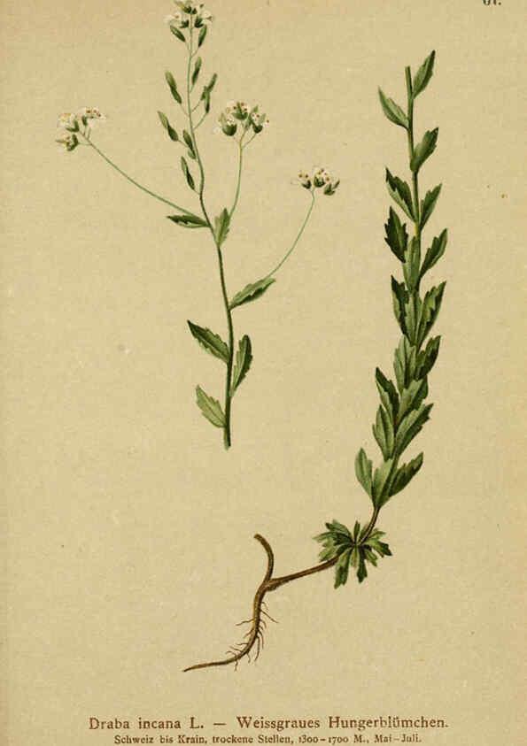 Reproducción/Reproduction 6312020796: Atlas der Alpenflora. v.1. Wien :Eigenthum und Verlag des Deutschen und Oesterr. Alpenvereins,1882