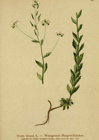Reproducción/Reproduction 6312020796: Atlas der Alpenflora. v.1. Wien :Eigenthum und Verlag des Deutschen und Oesterr. Alpenvereins,1882