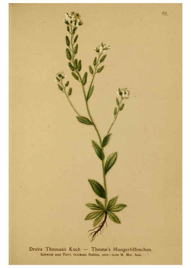 Reproducción/Reproduction 6311500975: Atlas der Alpenflora. v.1. Wien :Eigenthum und Verlag des Deutschen und Oesterr. Alpenvereins,1882