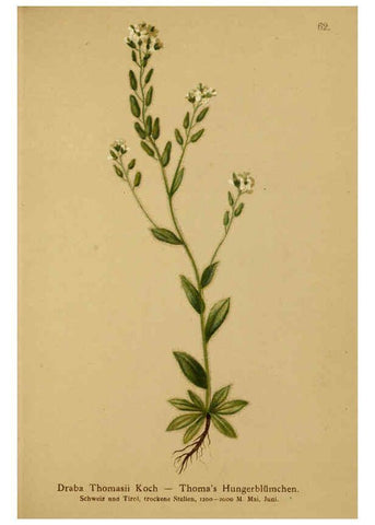 Reproducción/Reproduction 6311500975: Atlas der Alpenflora. v.1. Wien :Eigenthum und Verlag des Deutschen und Oesterr. Alpenvereins,1882