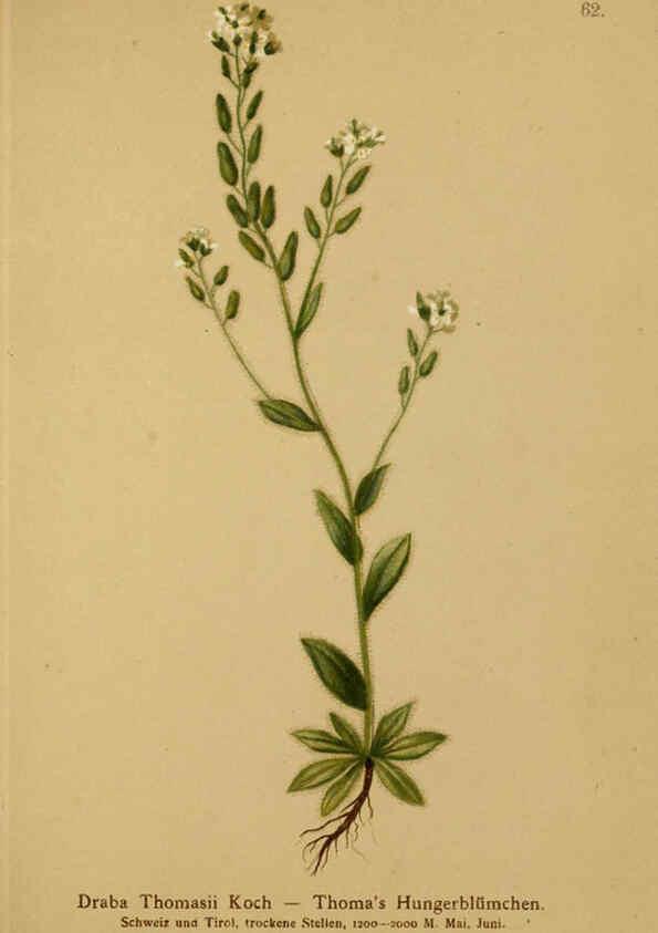 Reproducción/Reproduction 6311500975: Atlas der Alpenflora. v.1. Wien :Eigenthum und Verlag des Deutschen und Oesterr. Alpenvereins,1882