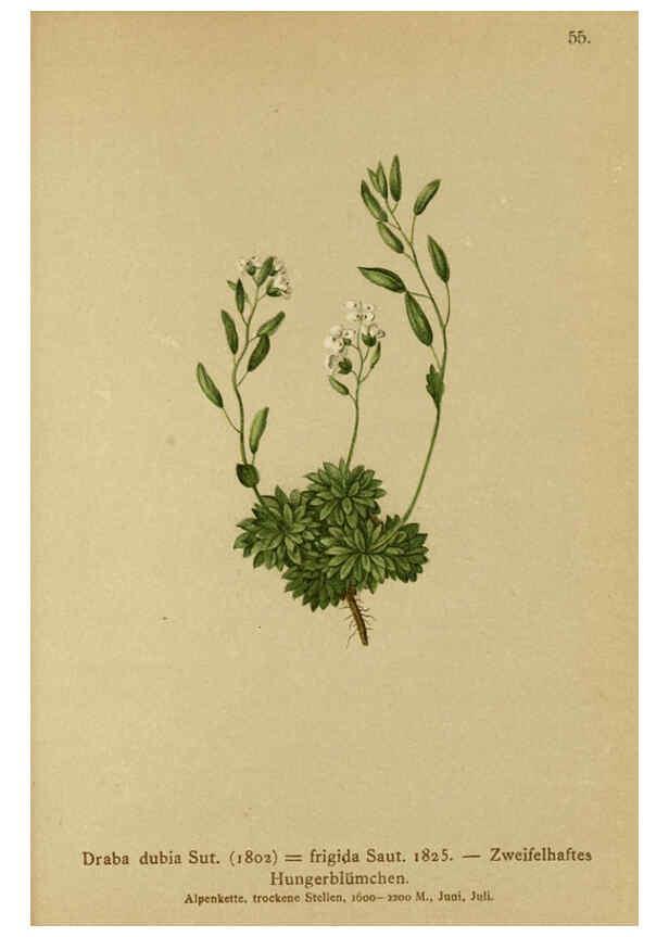 Reproducción/Reproduction 6312020004: Atlas der Alpenflora. v.1. Wien :Eigenthum und Verlag des Deutschen und Oesterr. Alpenvereins,1882
