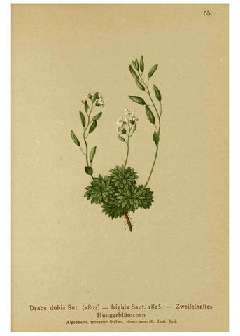 Reproducción/Reproduction 6312020004: Atlas der Alpenflora. v.1. Wien :Eigenthum und Verlag des Deutschen und Oesterr. Alpenvereins,1882