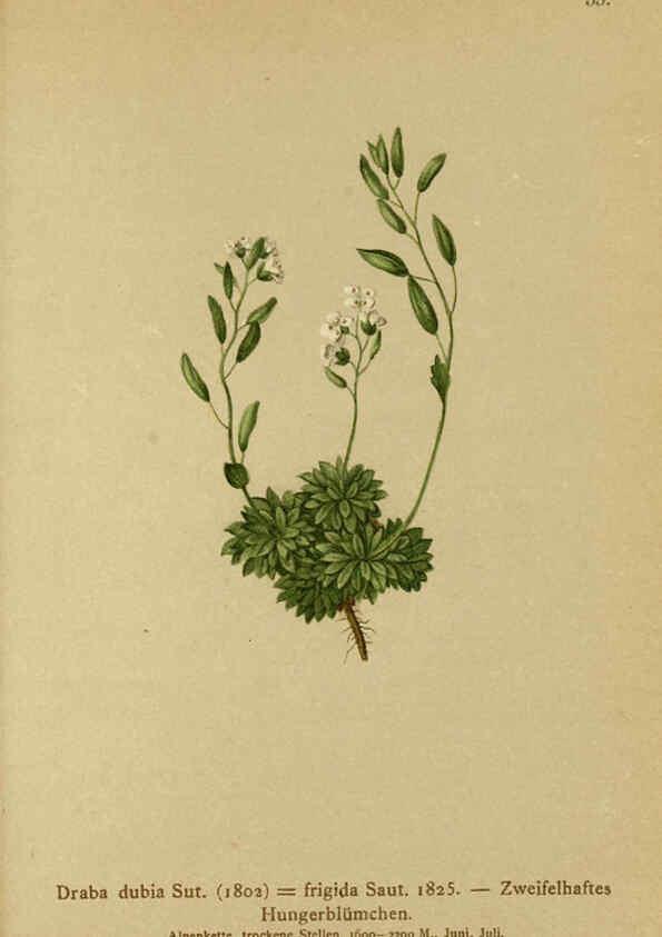 Reproducción/Reproduction 6312020004: Atlas der Alpenflora. v.1. Wien :Eigenthum und Verlag des Deutschen und Oesterr. Alpenvereins,1882