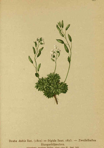 Reproducción/Reproduction 6312020004: Atlas der Alpenflora. v.1. Wien :Eigenthum und Verlag des Deutschen und Oesterr. Alpenvereins,1882