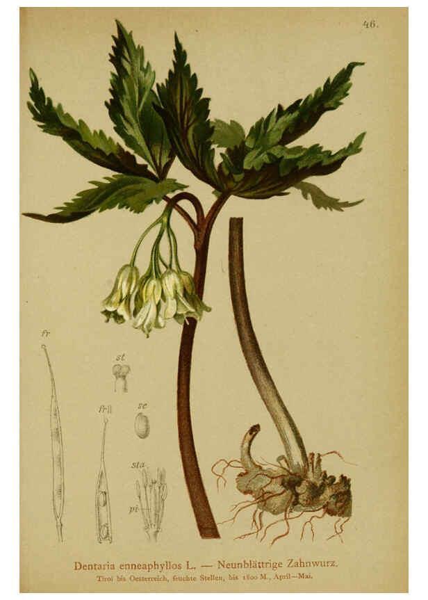Reproducción/Reproduction 6312018752: Atlas der Alpenflora. v.1. Wien :Eigenthum und Verlag des Deutschen und Oesterr. Alpenvereins,1882