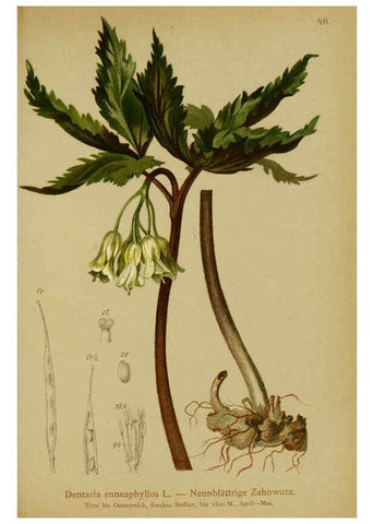 Reproducción/Reproduction 6312018752: Atlas der Alpenflora. v.1. Wien :Eigenthum und Verlag des Deutschen und Oesterr. Alpenvereins,1882