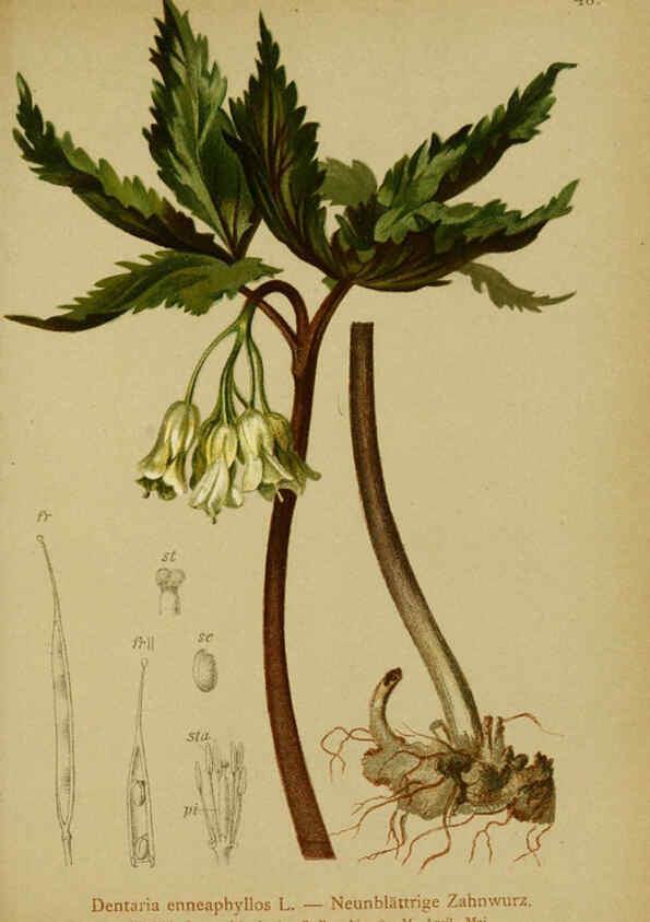 Reproducción/Reproduction 6312018752: Atlas der Alpenflora. v.1. Wien :Eigenthum und Verlag des Deutschen und Oesterr. Alpenvereins,1882