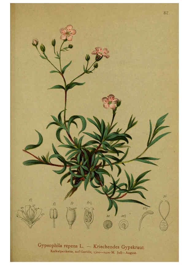 Reproducción/Reproduction 6311503669: Atlas der Alpenflora. v.1. Wien :Eigenthum und Verlag des Deutschen und Oesterr. Alpenvereins,1882