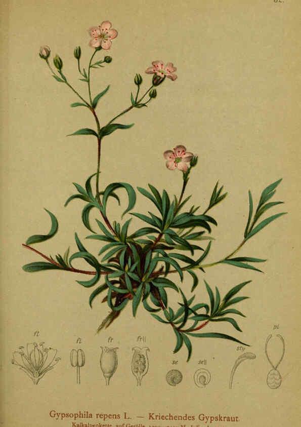 Reproducción/Reproduction 6311503669: Atlas der Alpenflora. v.1. Wien :Eigenthum und Verlag des Deutschen und Oesterr. Alpenvereins,1882