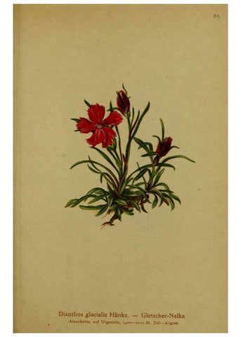 Reproducción/Reproduction 6311503869: Atlas der Alpenflora. v.1. Wien :Eigenthum und Verlag des Deutschen und Oesterr. Alpenvereins,1882