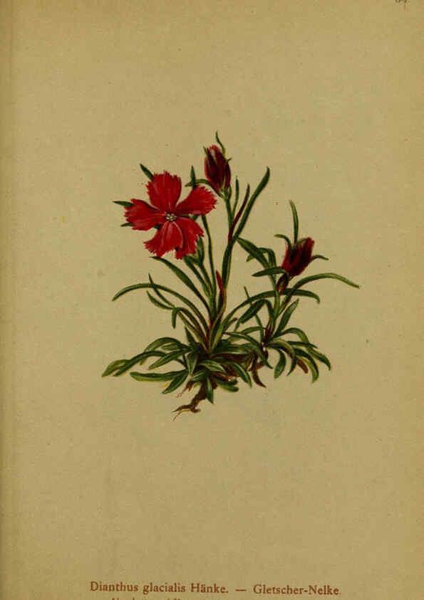 Reproducción/Reproduction 6311503869: Atlas der Alpenflora. v.1. Wien :Eigenthum und Verlag des Deutschen und Oesterr. Alpenvereins,1882