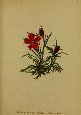 Reproducción/Reproduction 6311503869: Atlas der Alpenflora. v.1. Wien :Eigenthum und Verlag des Deutschen und Oesterr. Alpenvereins,1882