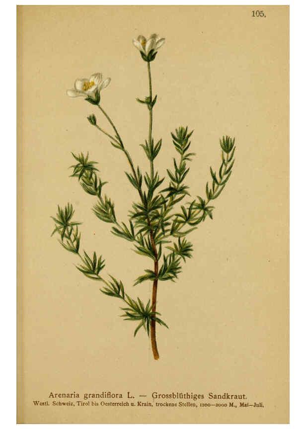 Reproducción/Reproduction 6312026424: Atlas der Alpenflora. v.1. Wien :Eigenthum und Verlag des Deutschen und Oesterr. Alpenvereins,1882