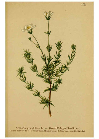 Reproducción/Reproduction 6312026424: Atlas der Alpenflora. v.1. Wien :Eigenthum und Verlag des Deutschen und Oesterr. Alpenvereins,1882