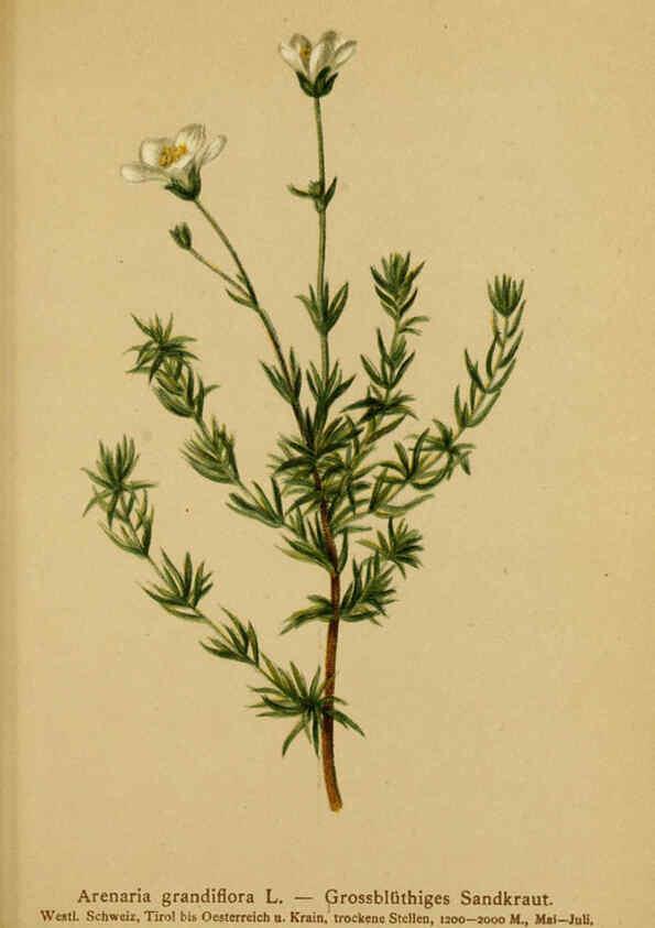 Reproducción/Reproduction 6312026424: Atlas der Alpenflora. v.1. Wien :Eigenthum und Verlag des Deutschen und Oesterr. Alpenvereins,1882