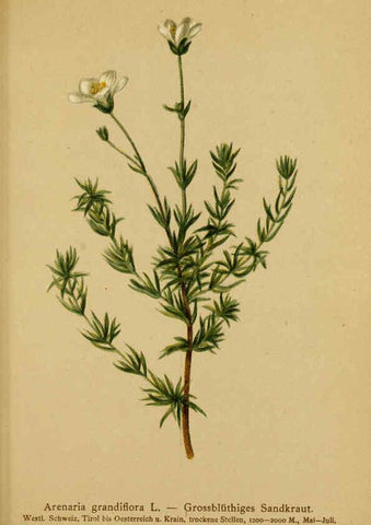 Reproducción/Reproduction 6312026424: Atlas der Alpenflora. v.1. Wien :Eigenthum und Verlag des Deutschen und Oesterr. Alpenvereins,1882