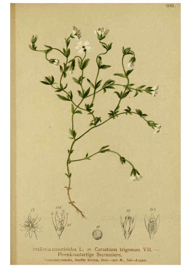 Reproducción/Reproduction 6311506479: Atlas der Alpenflora. v.1. Wien :Eigenthum und Verlag des Deutschen und Oesterr. Alpenvereins,1882