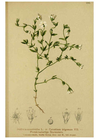 Reproducción/Reproduction 6311506479: Atlas der Alpenflora. v.1. Wien :Eigenthum und Verlag des Deutschen und Oesterr. Alpenvereins,1882